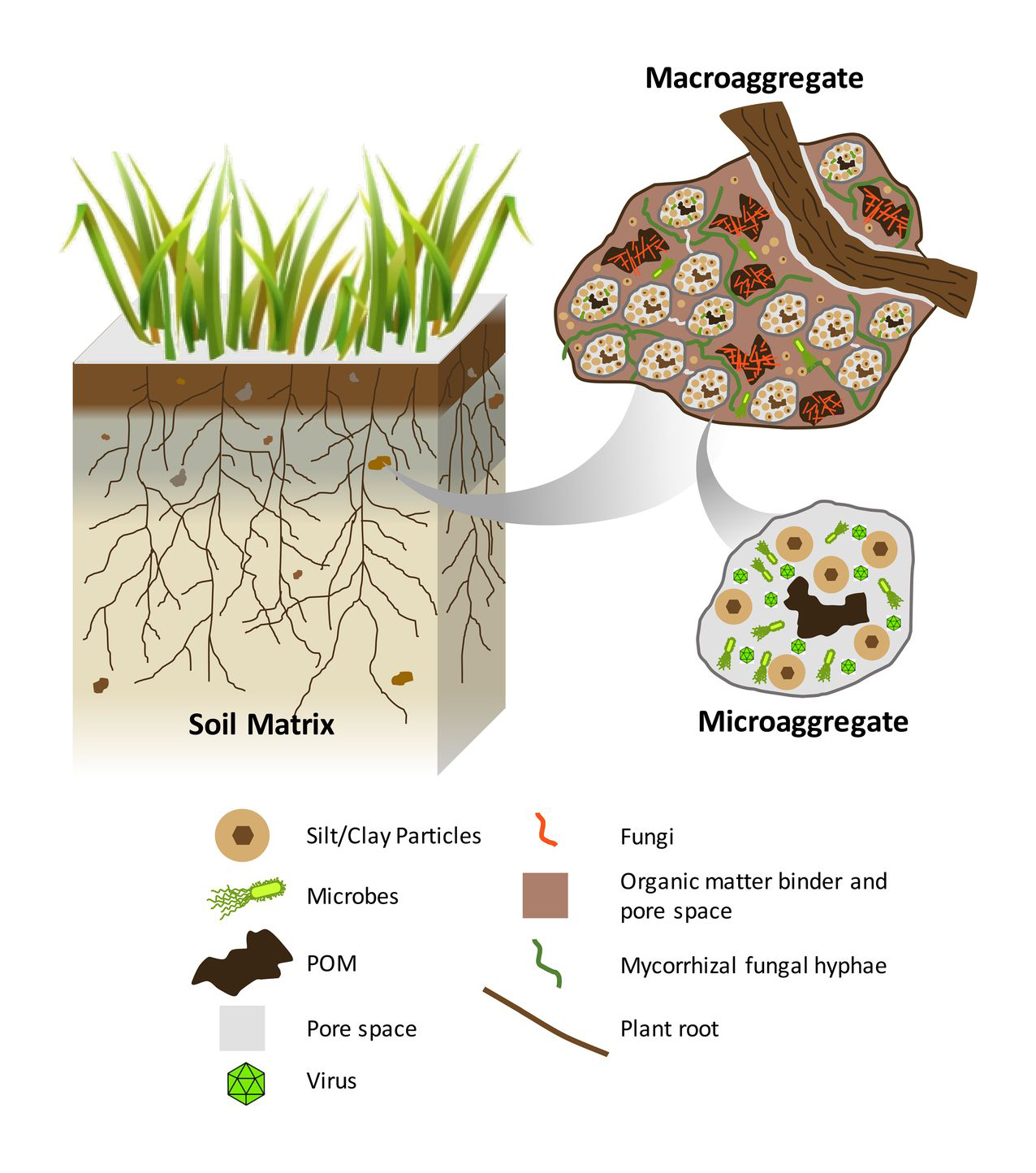 Understanding Variability of Soil Biology Across Your Field