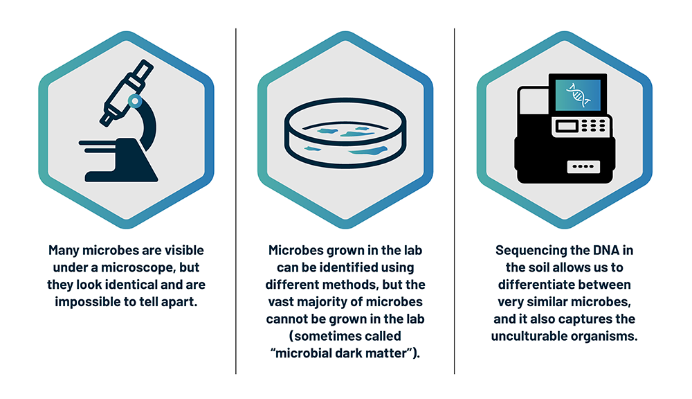 Microscope Icon: Many microbes are visible under a microscope, but they look identical and are impossible to tell apart. Petri Dish Icon: Microbes grown in the lab can be identified using different methods, but the vast majority of microbes cannot be grown in the lab (sometimes called "microbial dark matter." Sequencer Icon: Sequencing the DNA in the soil allows us to differentiate between very similar microbes, and it also captures the unculturable organisms.